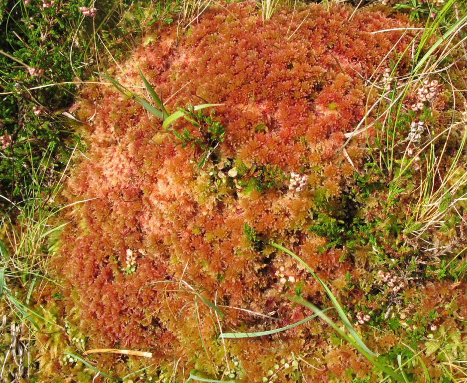 Spahgnum Moss Achill