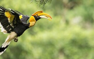 Great Hornbill