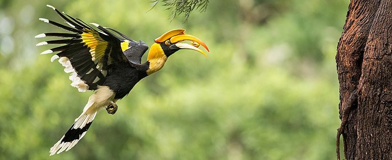 BOU2020_Great_Hornbill_carrying_food-e1553269072561