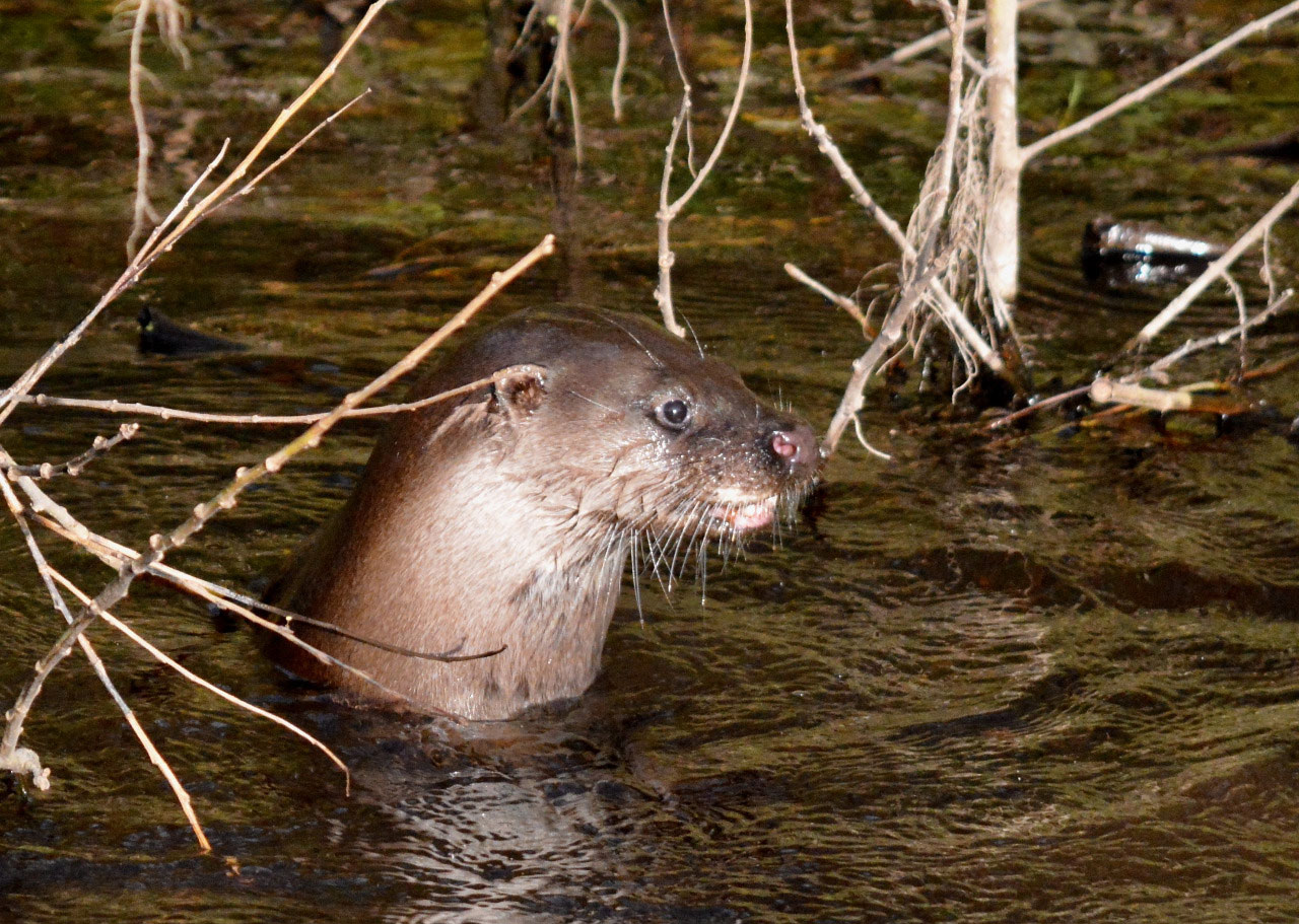 Otter in the Dodder River