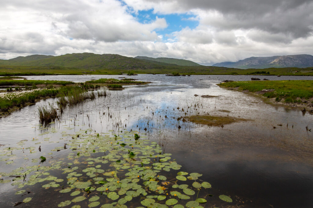 Irish Wetland