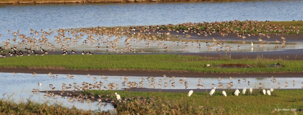 World Wetland's Day 2023 - Cork (Harper's Island) - Irish Ramsar ...